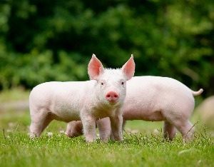 商务部：对原产于欧盟相关猪肉及猪副产品进行反倾销立案调查