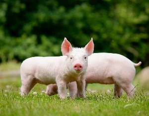 国家统计局：6月中旬生猪（外三元）价格环比上涨0.7%